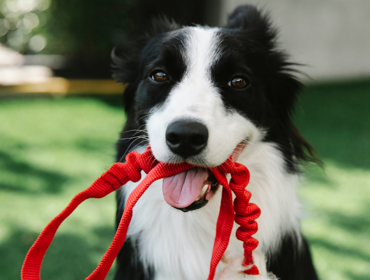 Dog Leash