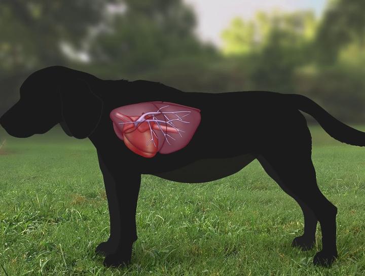 Basin Run Animal Hospital Blog #4- Heartworm Disease